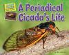 A_periodical_cicada_s_life