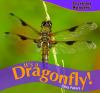 It_s_a_dragonfly_