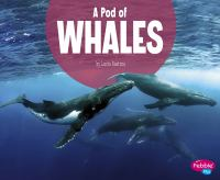 A_pod_of_whales