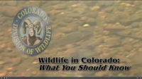 Wildlife_in_Colorado