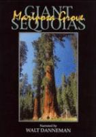 Giant_sequoias